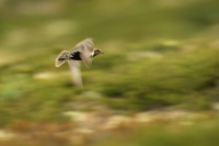 Kulik zlaty - Pluvialis apricaria - Golden Plover 1173